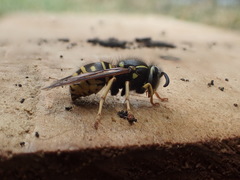 Vespula acadica