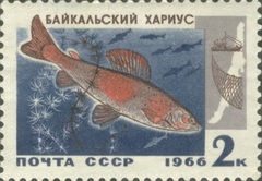 Baikal White Grayling photo 4