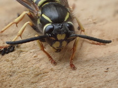 Vespula acadica