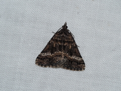 Dichromodes emplecta