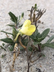 Oenothera humifusa