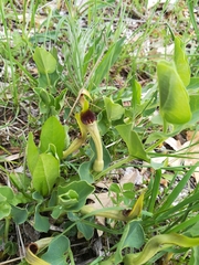 Aristolochia paucinervis