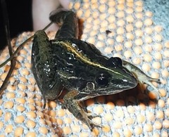 Leptodactylus furnarius