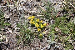 Draba globosa