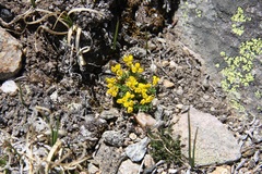 Draba globosa