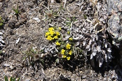 Draba globosa