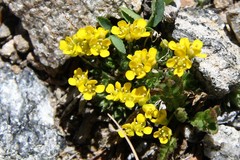 Draba globosa