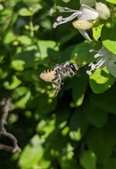 Megachile jerryrozeni