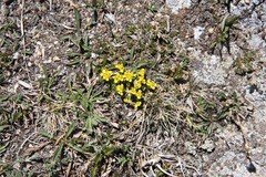 Draba globosa