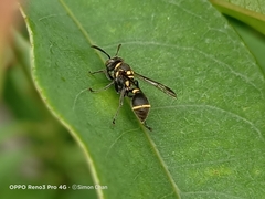 Ropalidia timida