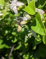 Megachile jerryrozeni