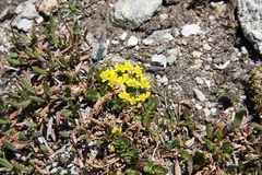 Draba globosa