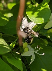 Megachile jerryrozeni