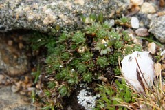 Draba globosa