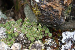 Draba globosa