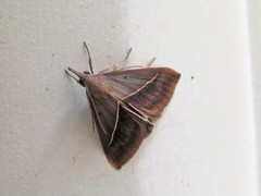 Hypena lividalis