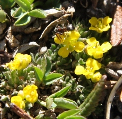Draba globosa