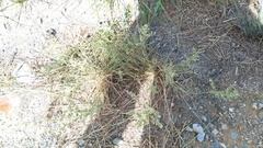 Eragrostis echinochloidea