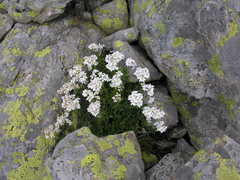 Achillea erba-rotta