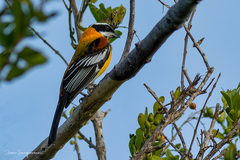 Spindalis dominicensis