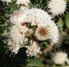 Leucospermum bolusii