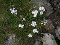 Achillea erba-rotta