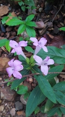 Barleria cristata