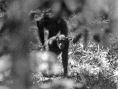 Pan troglodytes verus