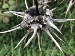 Silybum marianum