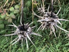Silybum marianum