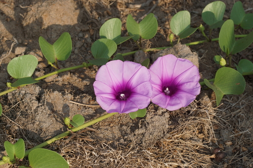 Ipomoea pes-caprae ssp. pes-caprae
