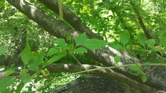 Forestiera acuminata