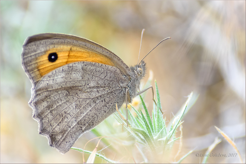 Oriental Meadow Brown