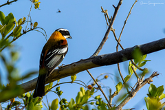 Spindalis dominicensis