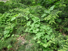 Menispermum dauricum