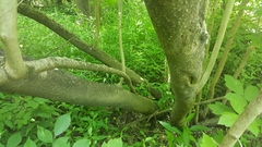 Forestiera acuminata