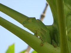 Chamaeleo