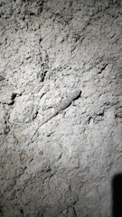 Hemidactylus platyurus