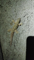 Hemidactylus platyurus