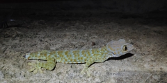 Gekko gecko