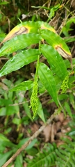 Ichnanthus pallens