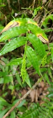 Ichnanthus pallens