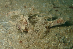 Pteroidichthys amboinensis