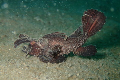 Pteroidichthys amboinensis