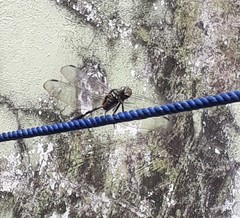 Orthetrum sabina