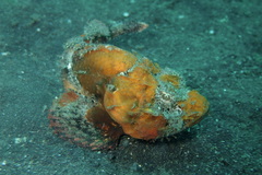 Scorpaenopsis macrochir