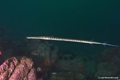 Fistularia tabacaria