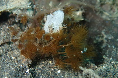 Myrionema amboinense