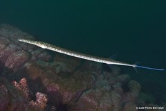 Fistularia tabacaria