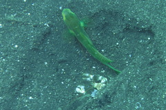 Alpheus bellulus